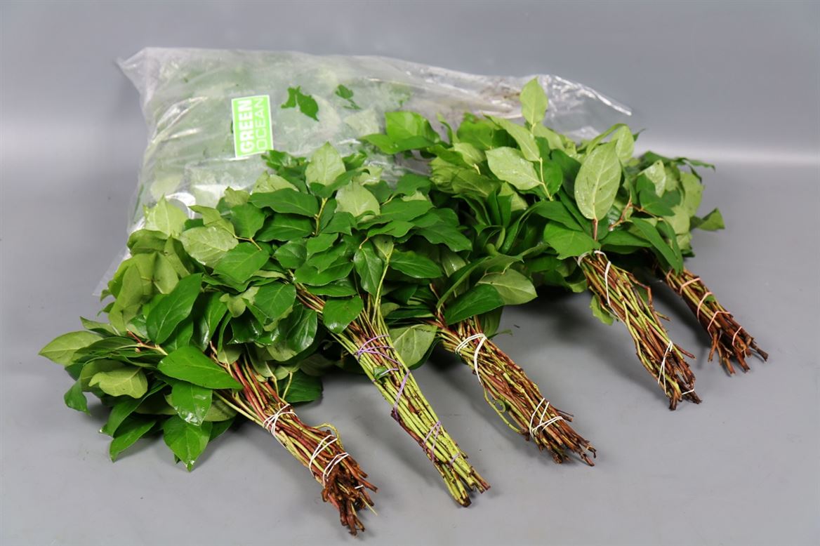 Salal Tip - Other Greenery Per Bunch