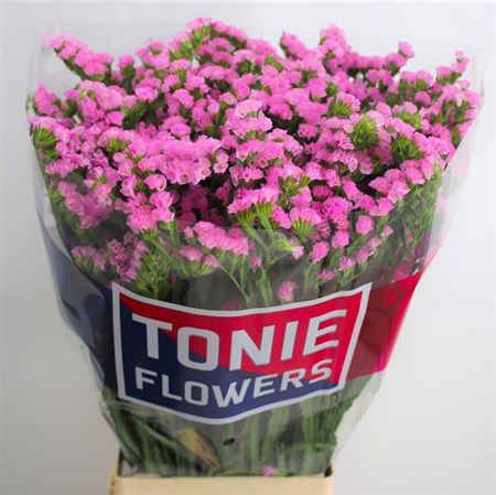 Limonium Statice Fantasia Wings