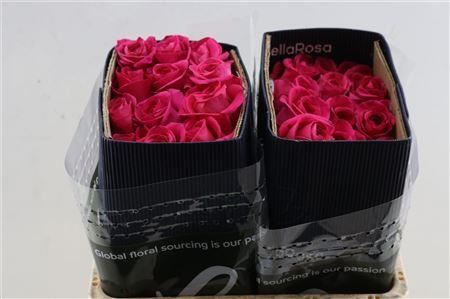 Rose - Rosa - Pink Floyd