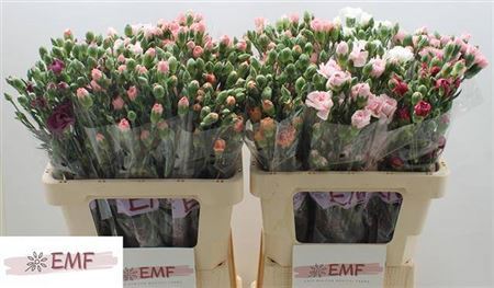 Carnation - Dianthus - Gemengd