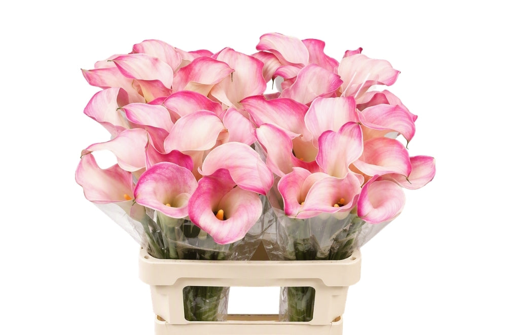 Calla Lily Blushing Lady