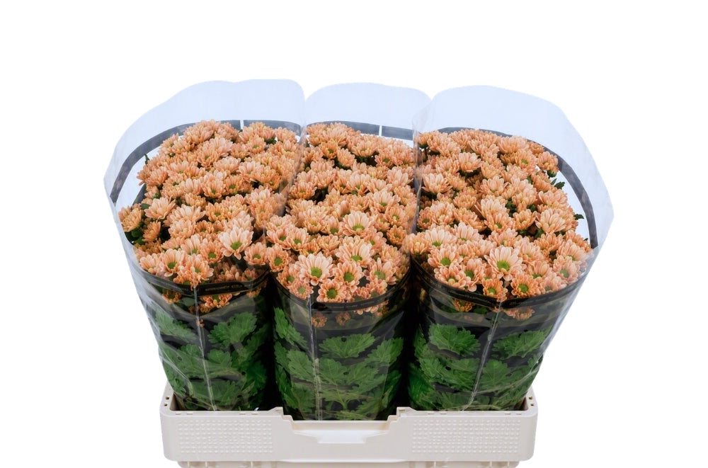 Santini Chrysanthemum - Chrysanthemum - Florossmok