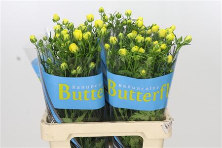 Butterfly Ranunculus - Rax Phytalos