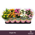 Chrysanthemum Gemengd Original