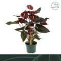 Anthurium An Delicata
