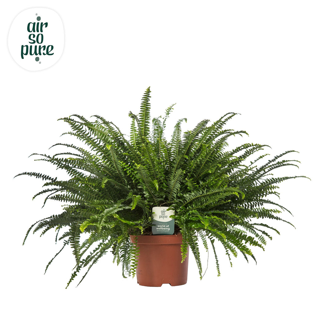 Nephrolepis Green Lady
