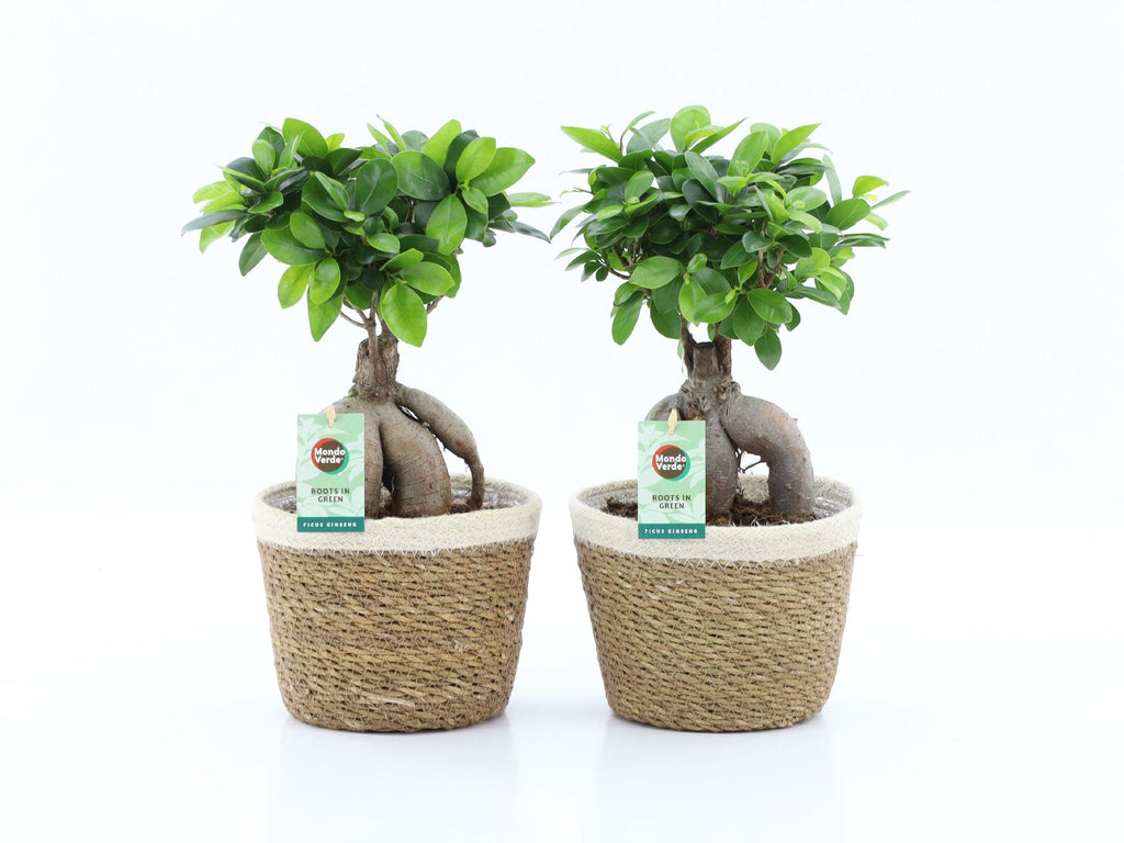 Ficus Mi Ginseng Mand Noah