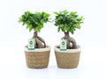 Ficus Mi Ginseng Mand Noah