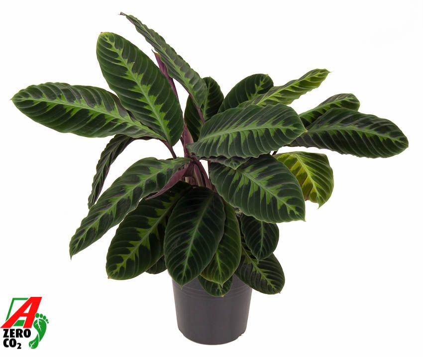 Calathea Warscewiczii