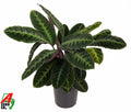 Calathea Warscewiczii