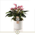 Anthurium St Zizou Keramiek Bari White