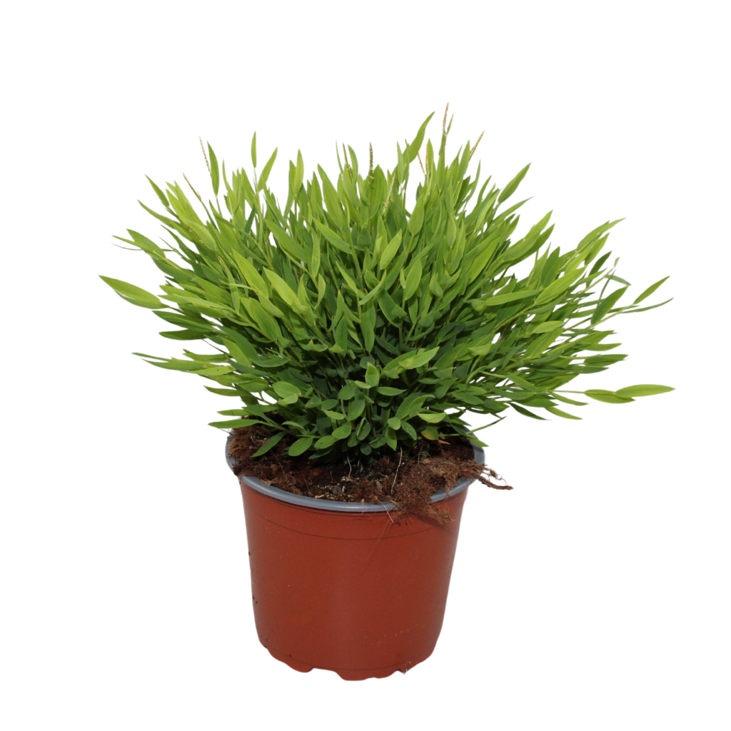 Pogonatherum Monica
