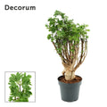 Polyscias Parsley 12 cm Bonsai (Decorum)