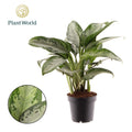 Aglaonema Jubilee Petite