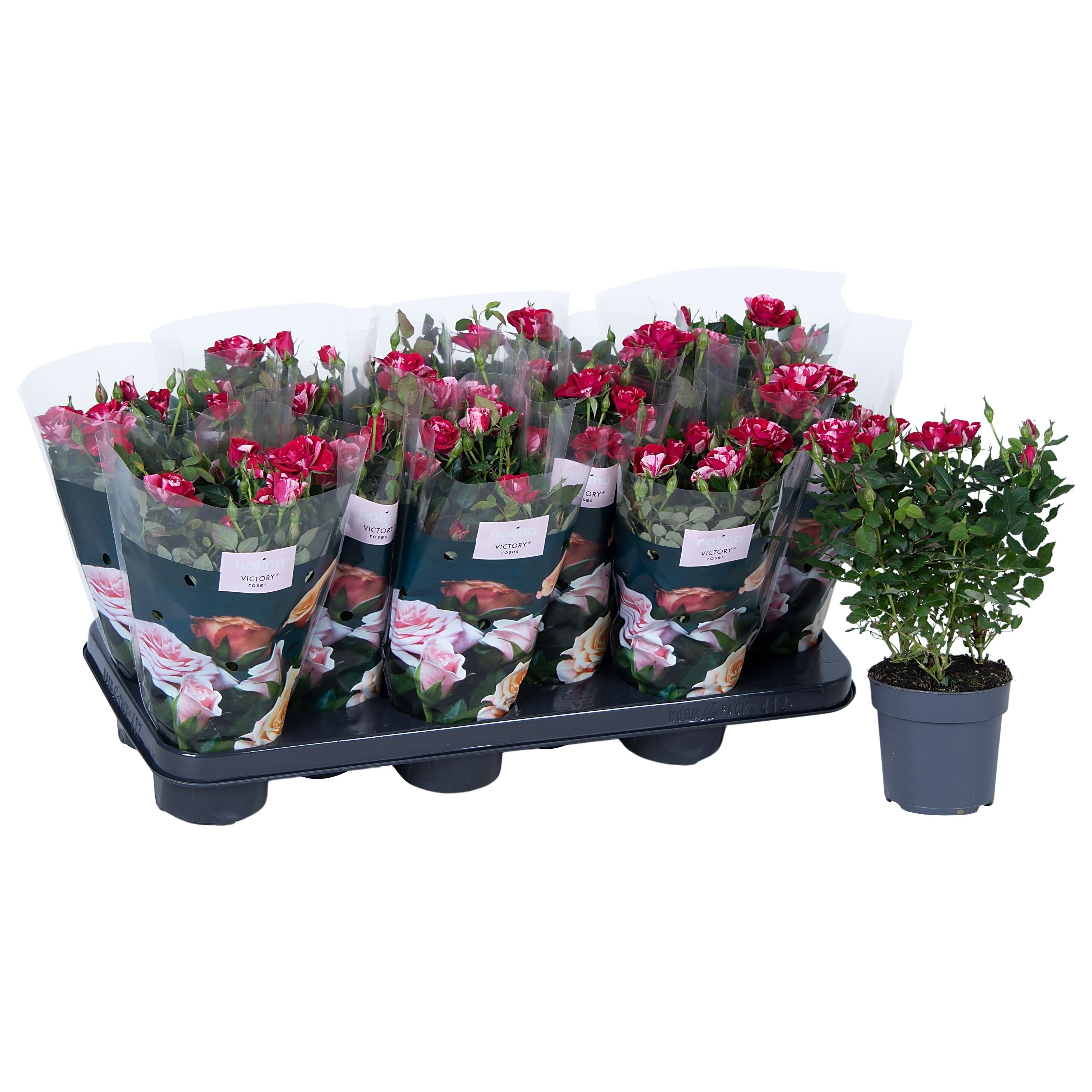 Rose Special Gigi