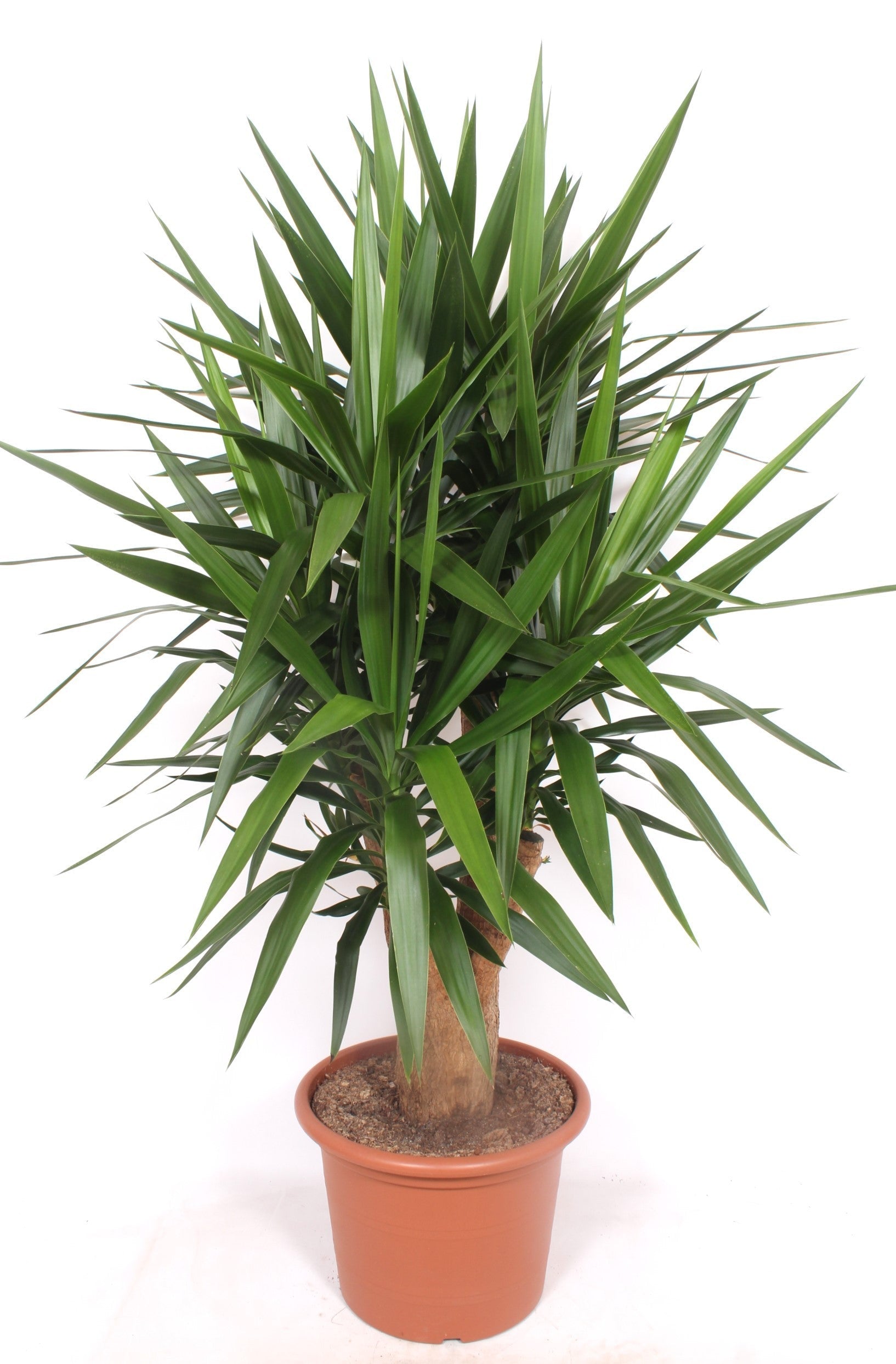 Yucca Elephantipes