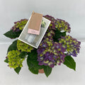 Hydrangea M High Ocean Blue 9+