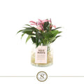 Anthurium St Zizou Glas Aqua Roots