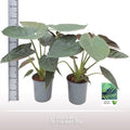 Alocasia Wenti