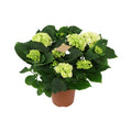 Hydrangea M Schneeball 5+