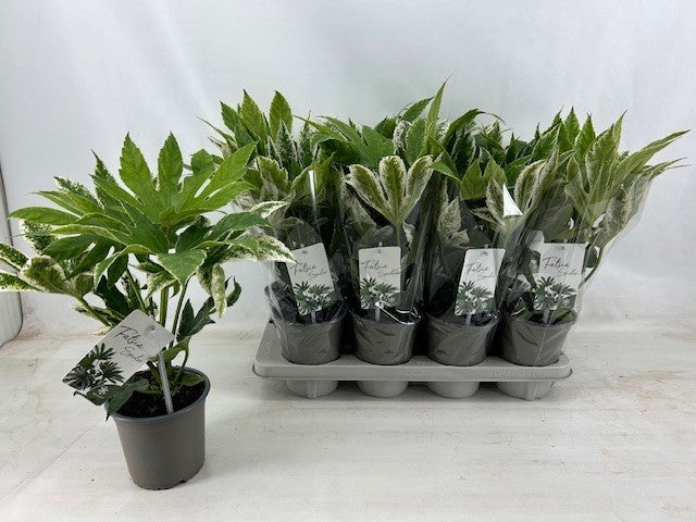 Fatsia Japonica Spiderweb