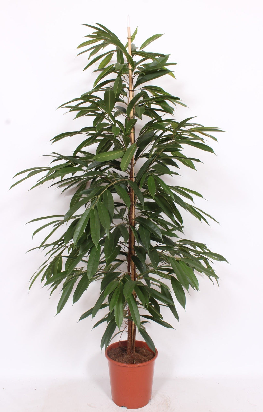 Ficus Bi Amstel King