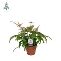 Adiantum Roseum