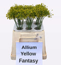 Allium Kleinbloemig