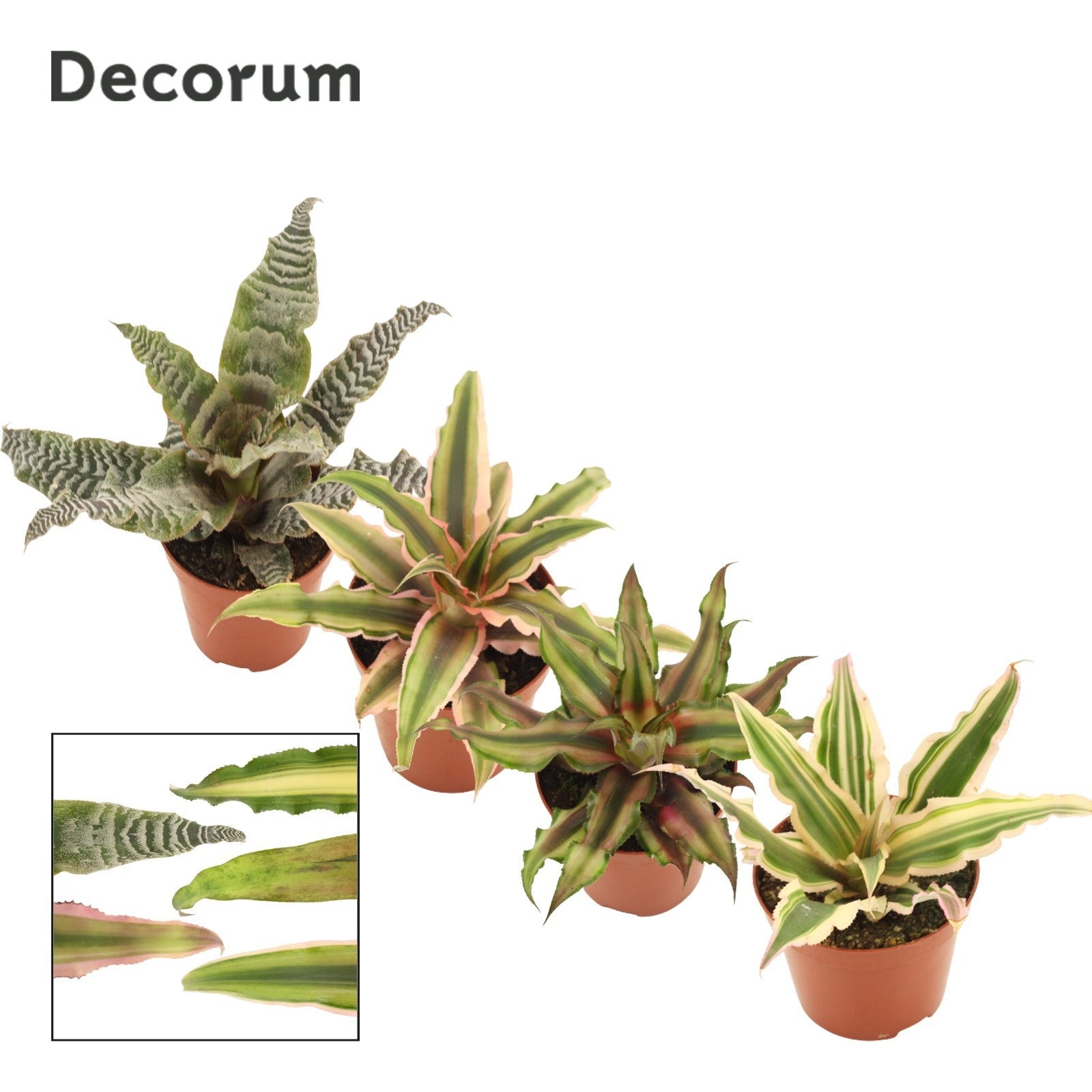 Cryptanthus Gemengd