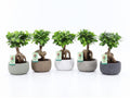 Ficus Mi Ginseng Keramiek Classic Stone