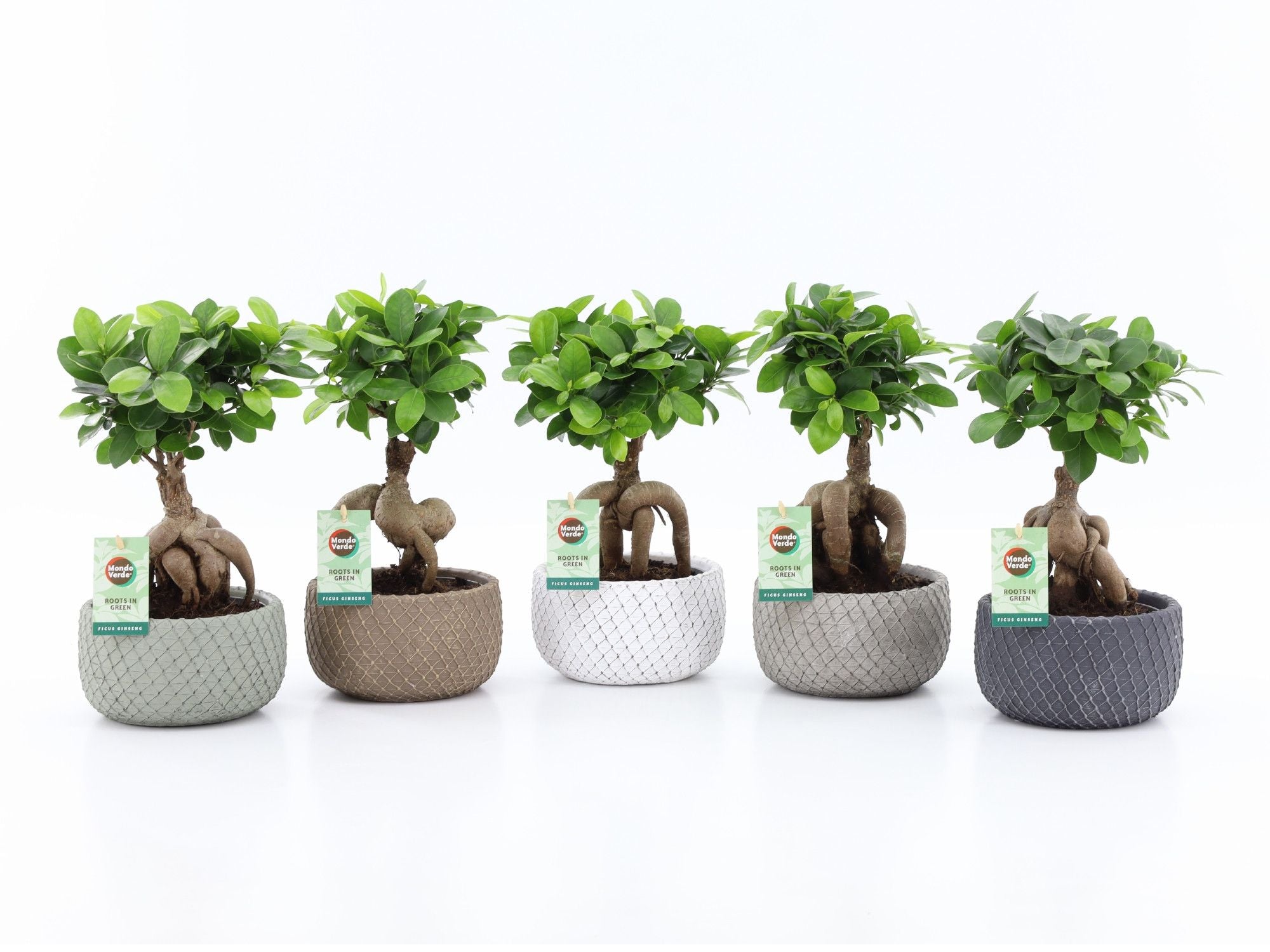 Ficus Mi Ginseng Keramiek Classic Stone
