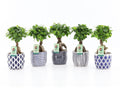 Ficus Mi Ginseng Keramiek Delft - Blue