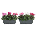 Cyclamen Per Gemengd Balkonbak