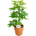 Schef Ar Nora Terracotta Oranje