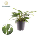 Homalomena Tropical Green
