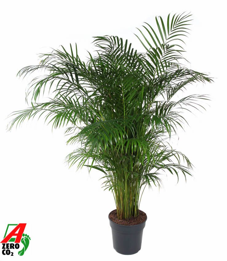 Dypsis Lutescens
