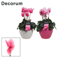 Cyclamen Per Lovely Moments Keramiek Melanie