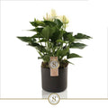 Anthurium St White Champion Keramiek Bari Grey
