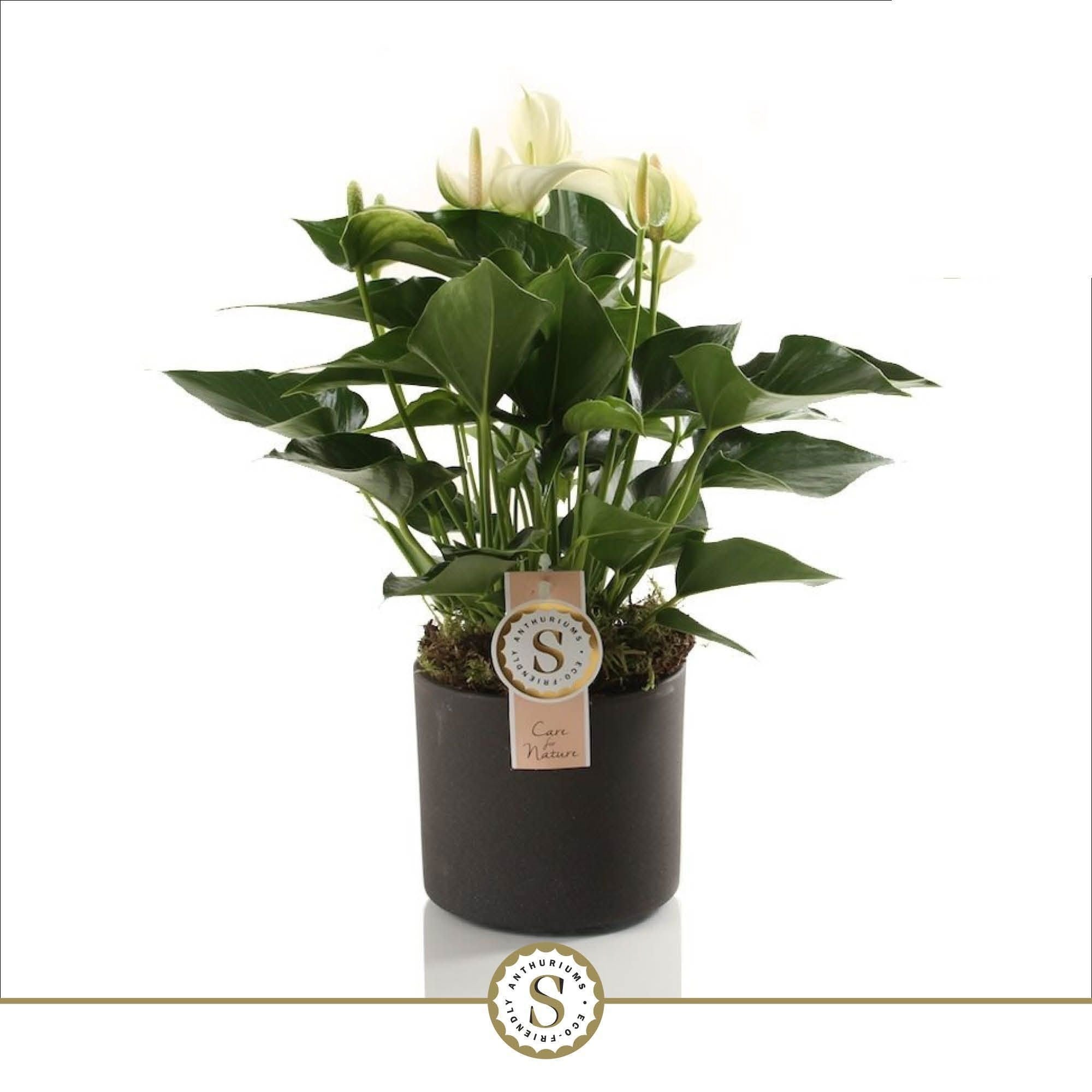 Anthurium St White Champion Keramiek Bari Grey