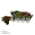 Hydrangea M Speedy Red 3+