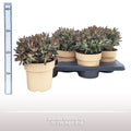 Kalanchoe Tomentosa Nigra