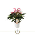 Anthurium St Zizou