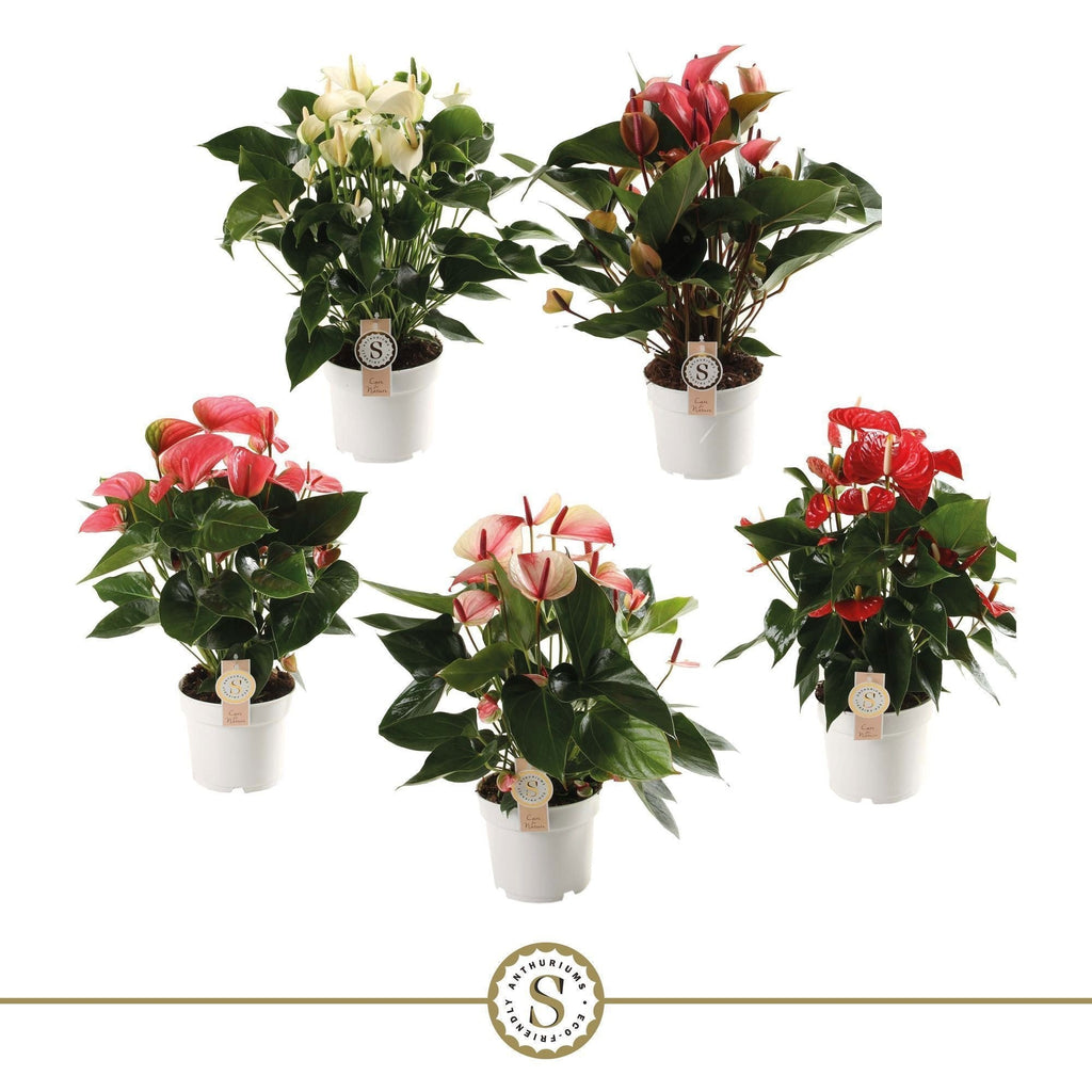 Anthurium St Gemengd 5kl