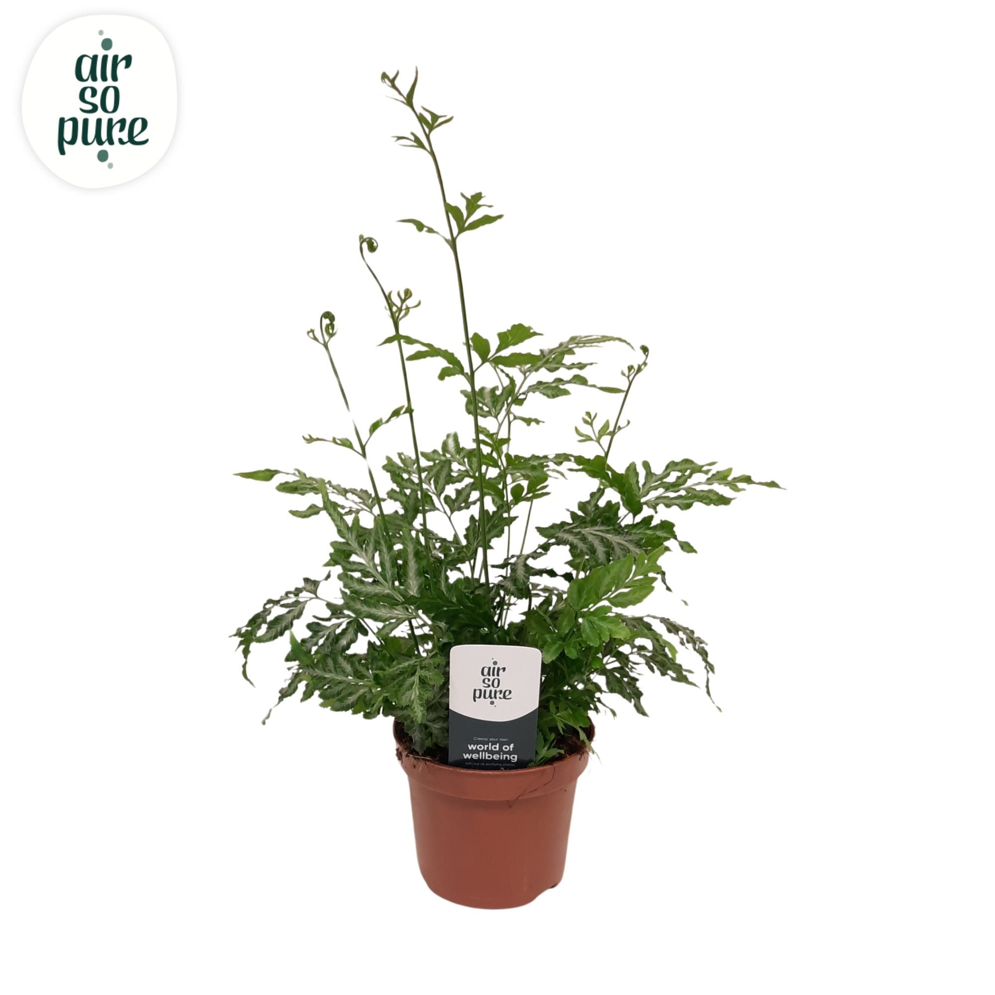 Pteris Evergemiensis
