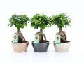 Ficus Mi Ginseng Keramiek Shiney