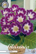 Bloembol Gloinia Hollywood (1) 5/6