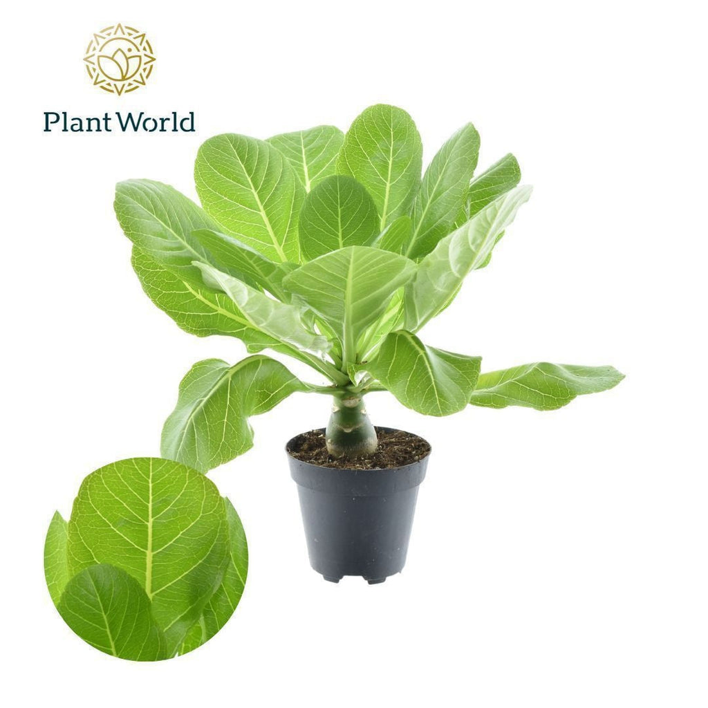 Brighamia Insignis Hawaii Palm
