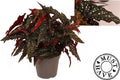 Beg Maculata Wightii Black Forest