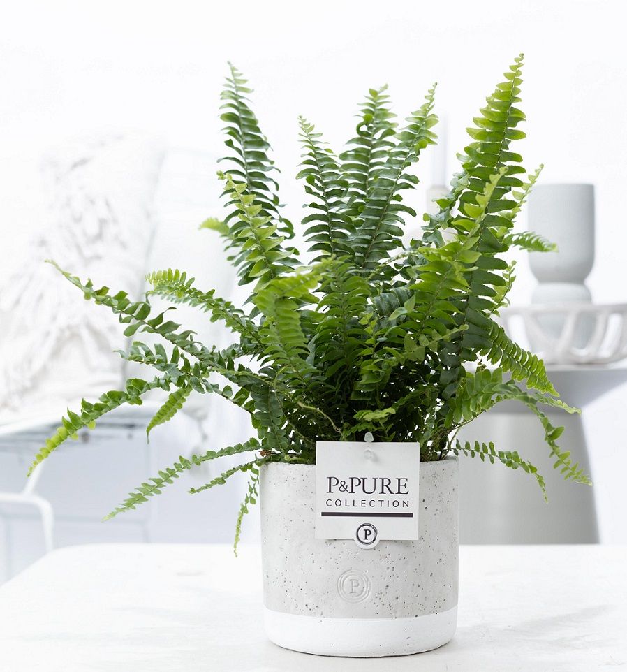 Nephr Green Lady Keramiek Jade