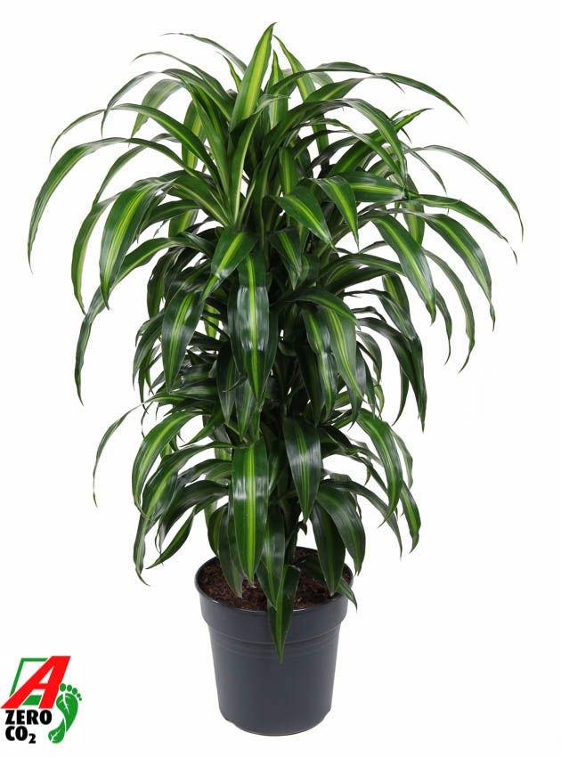 Dra Fr Hawaiian Sunshine Vertakt
